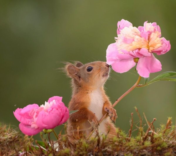 животные весной