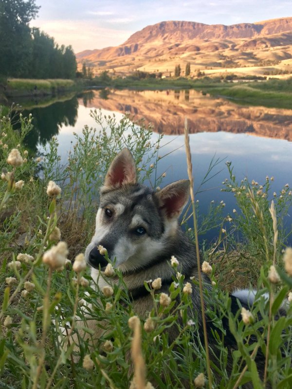 хаски тамаскан