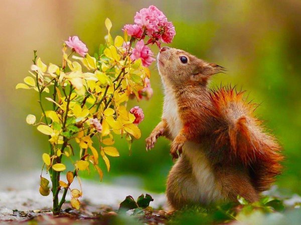 весенняя белка