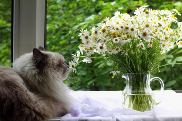 ромашковая кошка