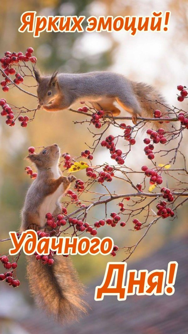 белочки вадим трунов