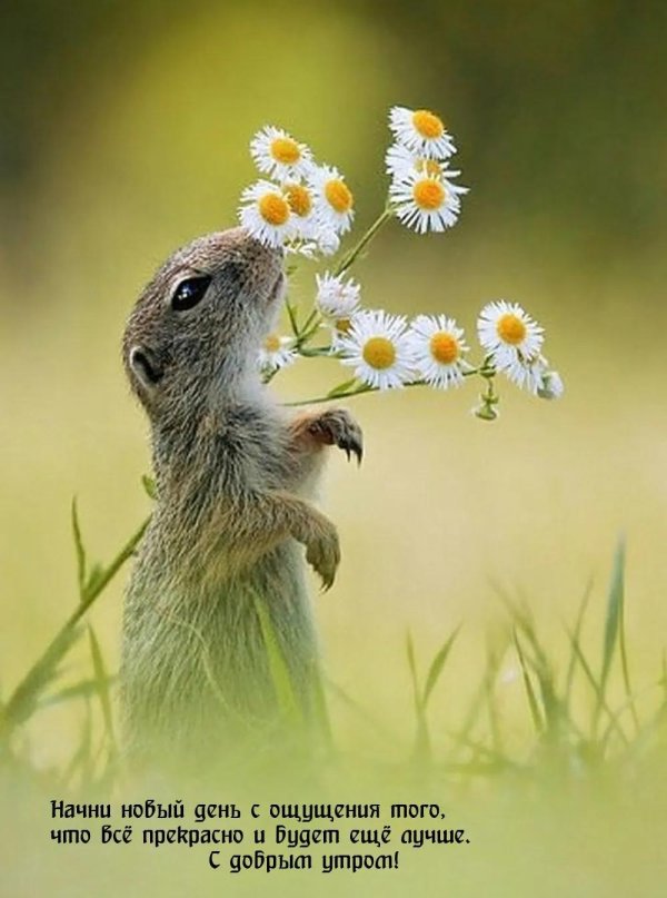 полевые зверьки