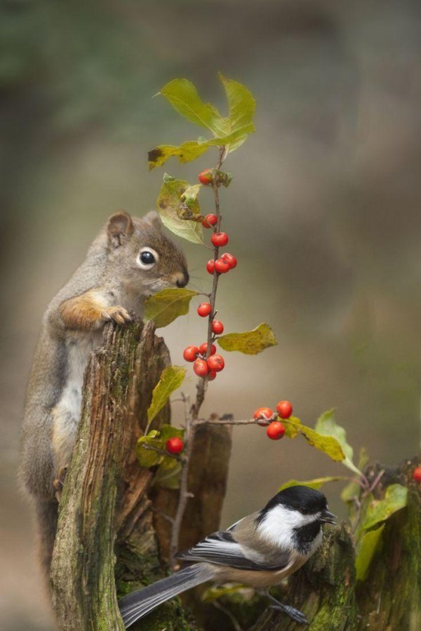 птицы и звери