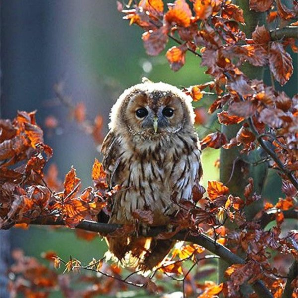 неясыть обыкновенная