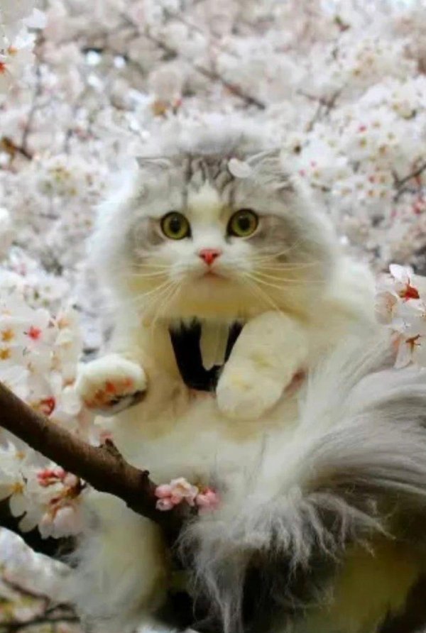 весенние коты