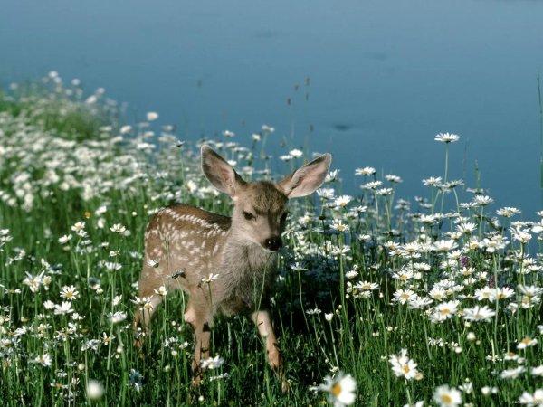 олененок животное