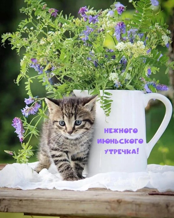 котенок красивый