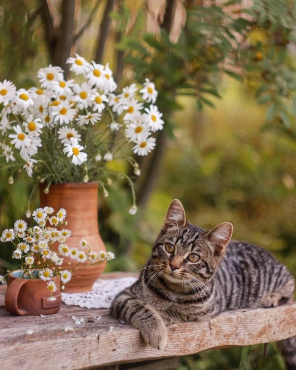 табби макрель