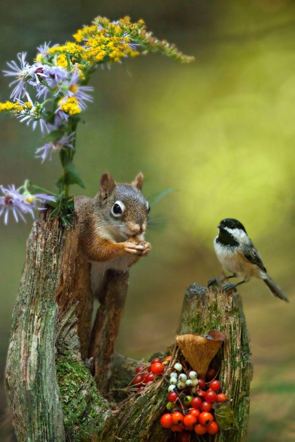 звери и птицы