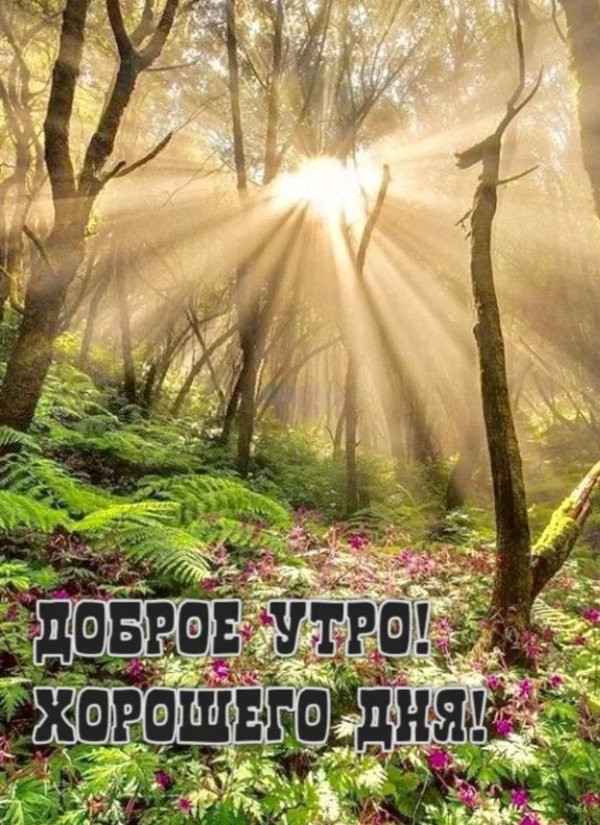доброе утро лес