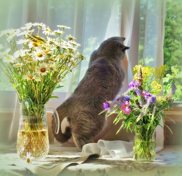 летнего утра