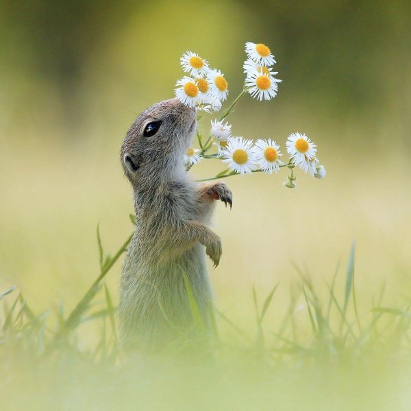 суслик нюхает цветок