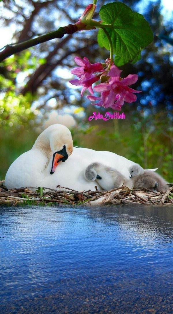 птенец лебедя