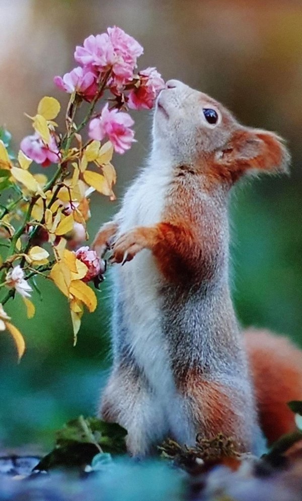 весенняя белка