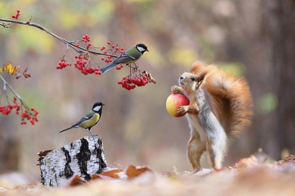 белочки вадим трунов