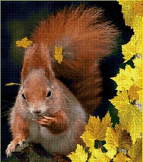 огненная векша белка