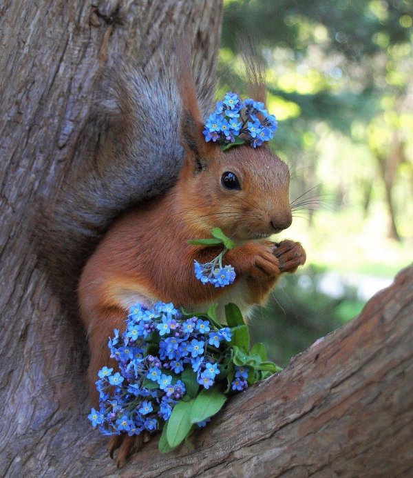 белочка красивая