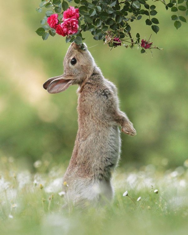 зайцы животные