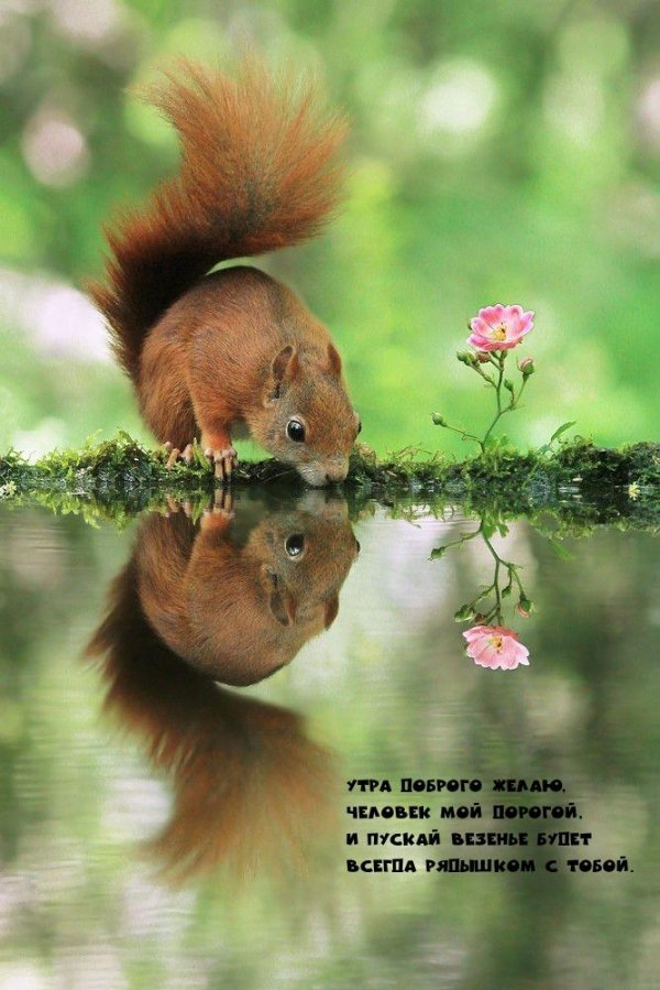 белка лесная