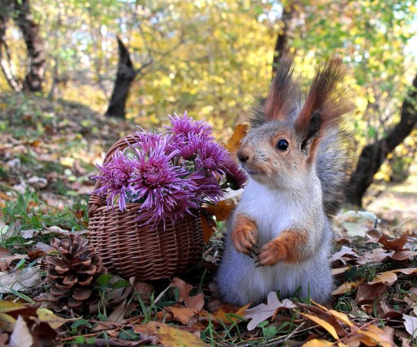 животные осенью