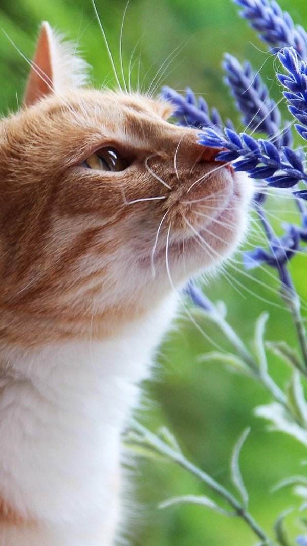 летние кошки