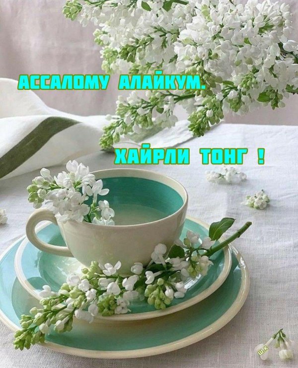 сирень белая