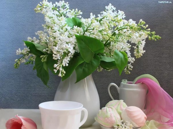 сирень жасмин черемуха