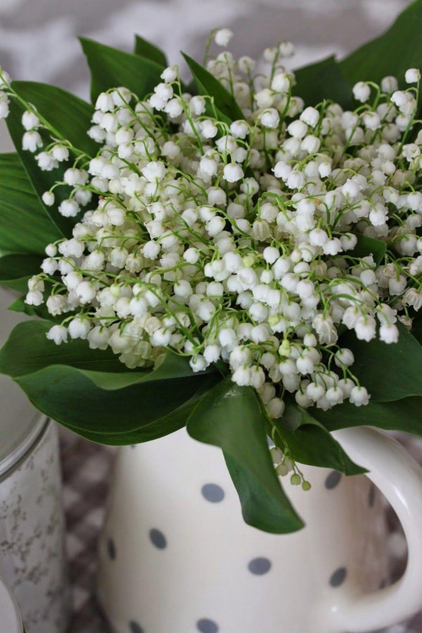 белые цветы майские