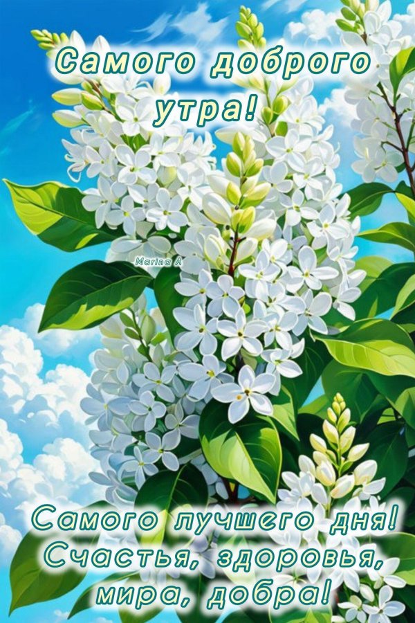 сирень черемуха