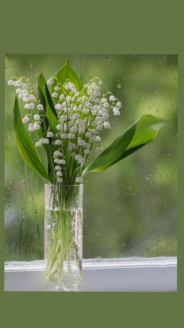 ландыш майский весной