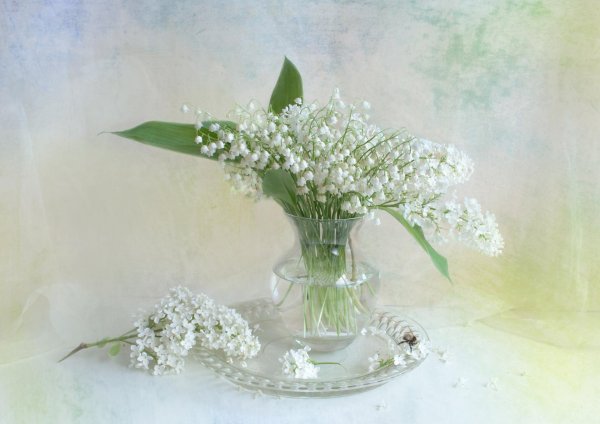 белый ландыш геншин