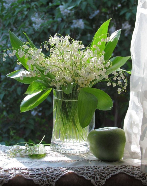 ландыш майский весной