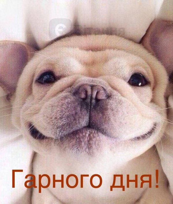 французский бульдог