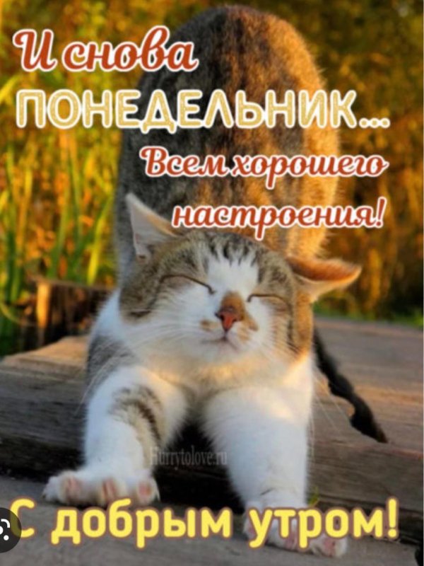 хорошего понедельника прикольные