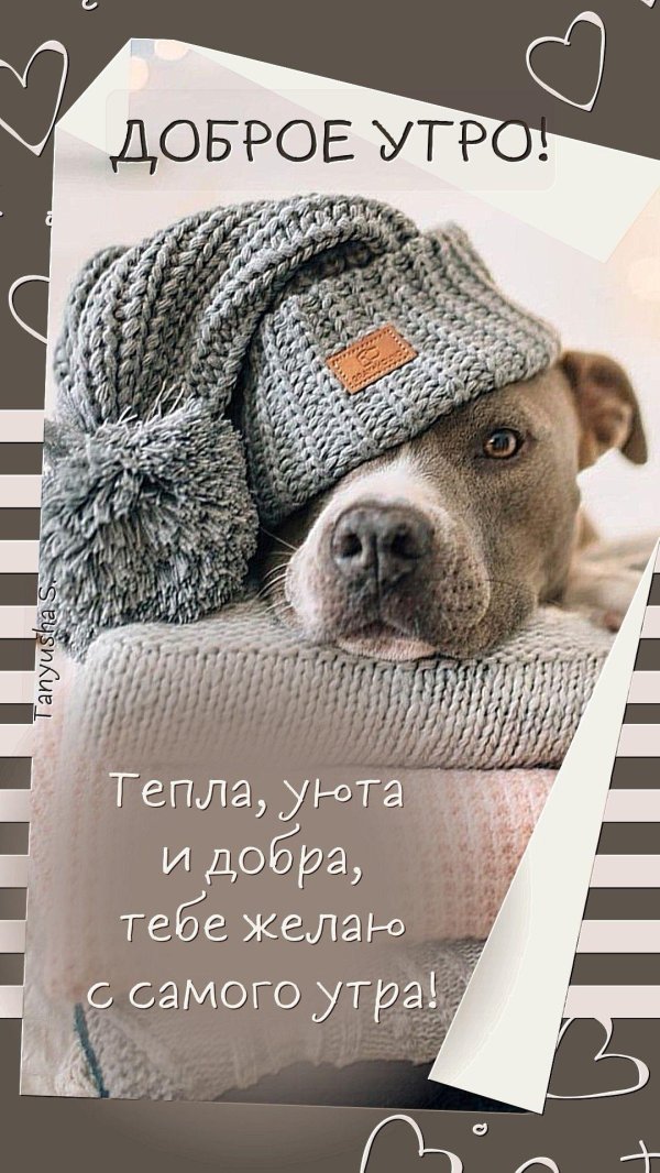 доброго утра животные