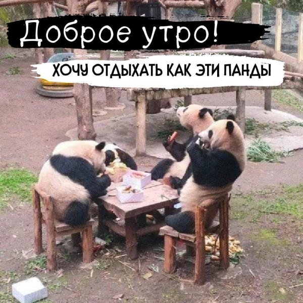 большая панда