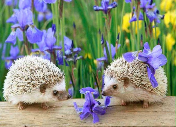 ежик весной