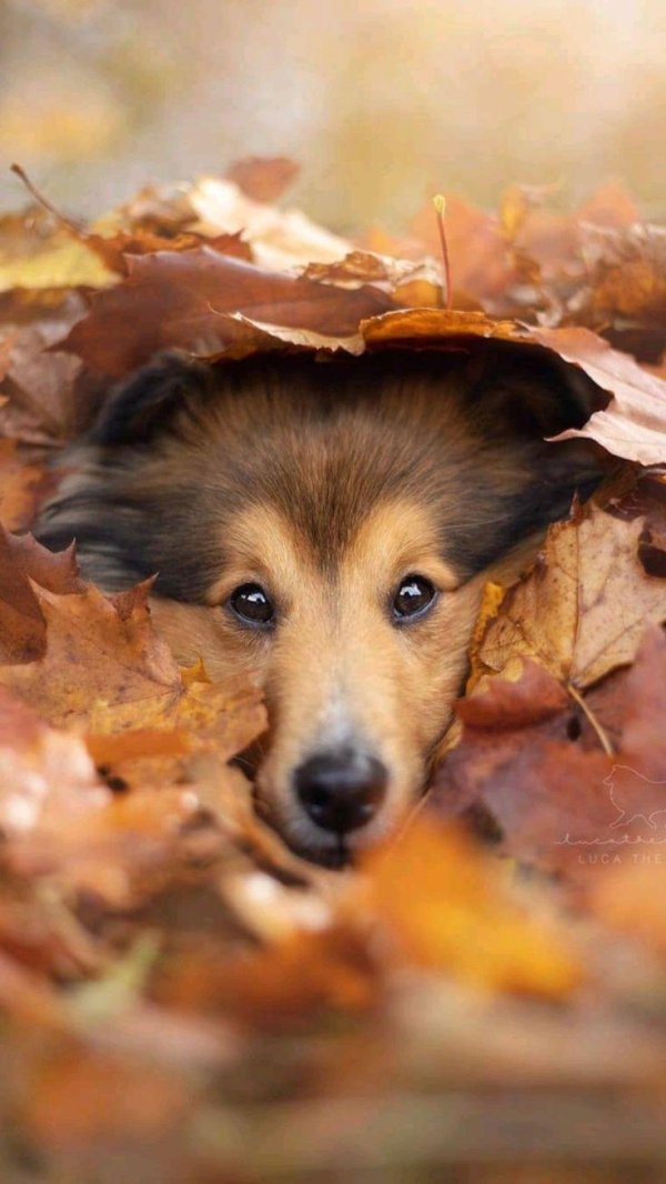 осенние животные