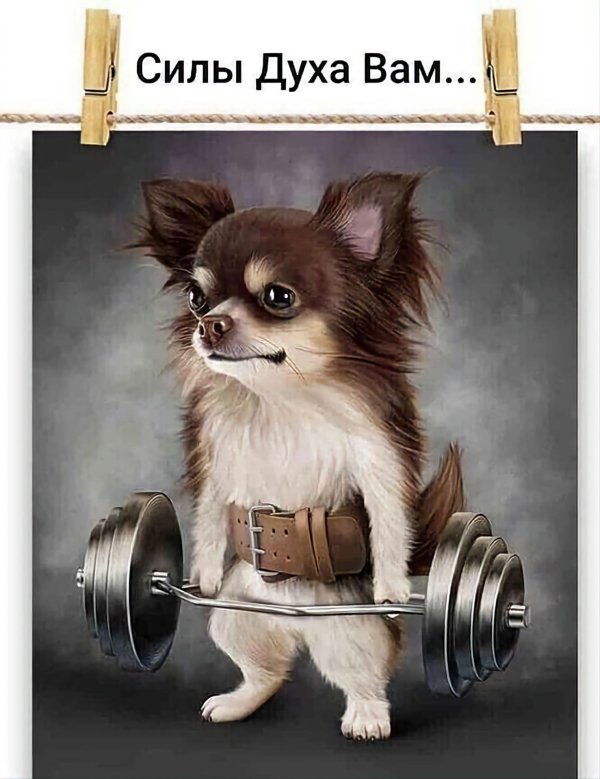 чихуахуа спорт