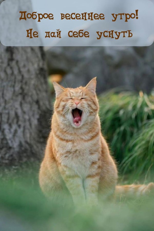 смеющийся кот