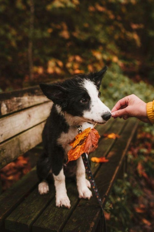 бордер колли эстетика