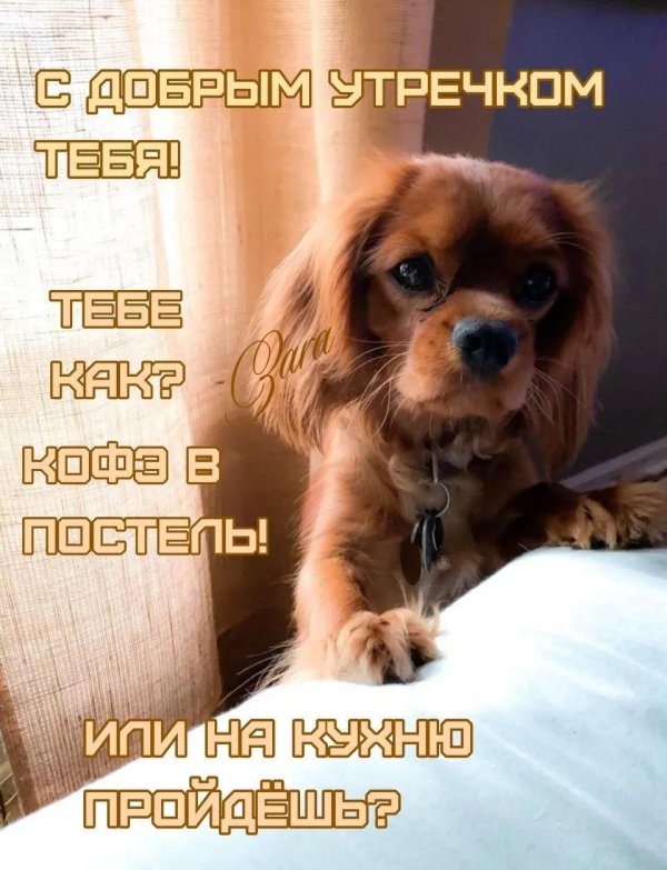 доброе утро со щенками