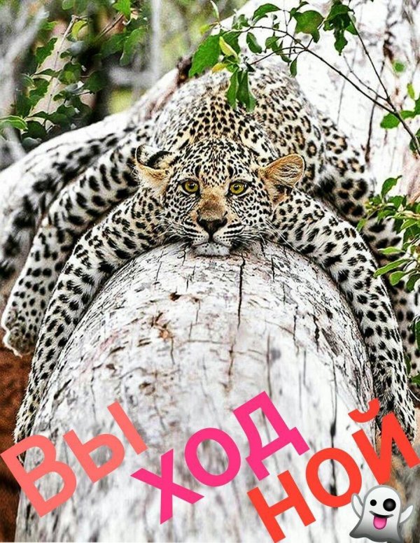 африканский леопард