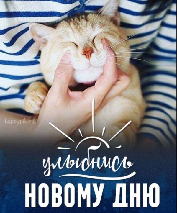 котики милые