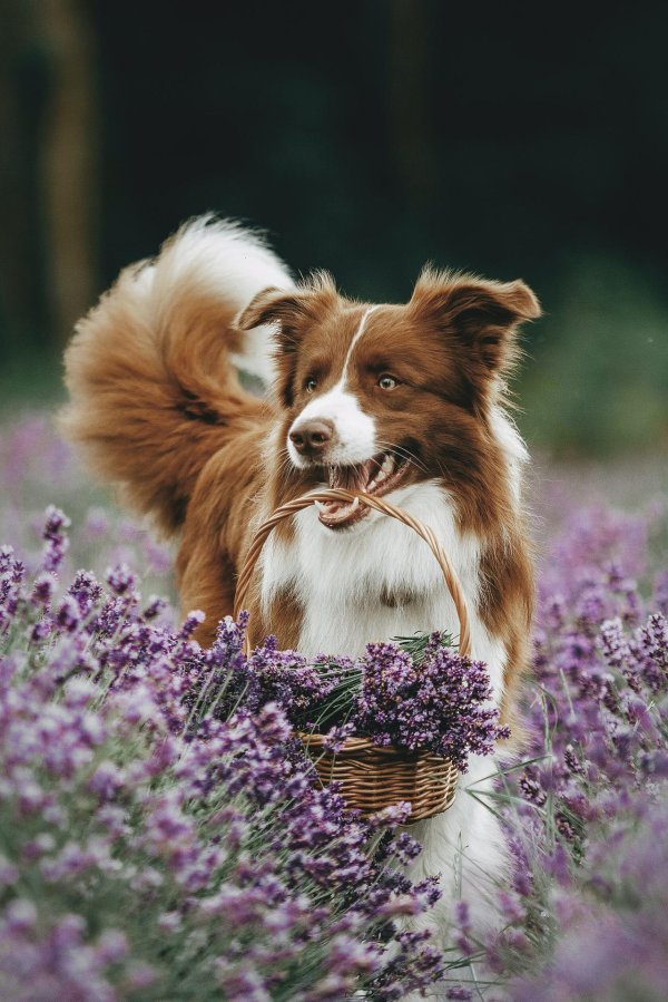 австралийская овчарка