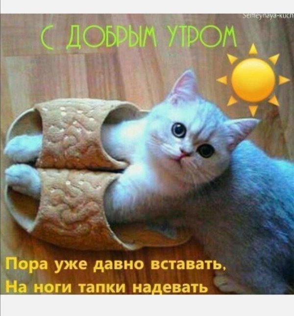 тапки коты