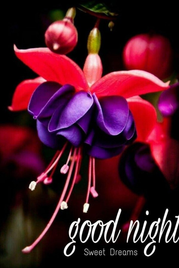 фуксия блю вейл