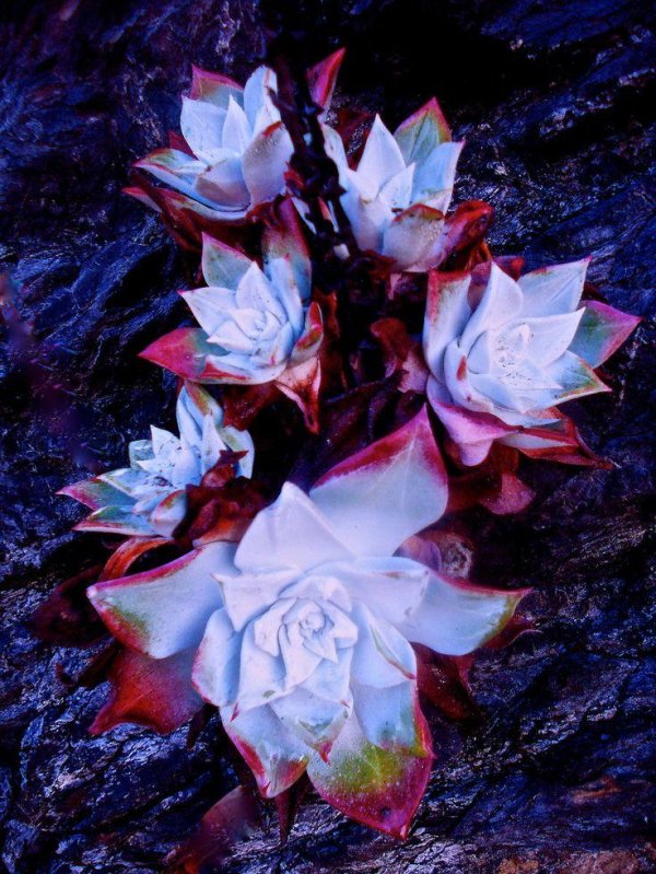 echeveria desmetiana