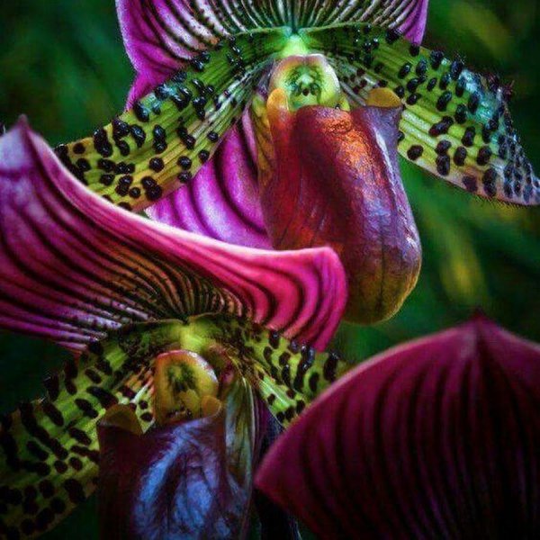 попугайные орхидеи