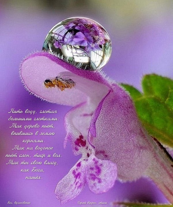 капелька счастья